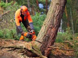 How Our Tree Care Process Works  in Riverside, CA